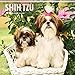 Shih Tzu 2018 - 18-Monatskalender mit freier DogDays-App: Original BrownTrout-Kalender [Mehrsprachig] [Kalender] (Wall-Kalender) by 