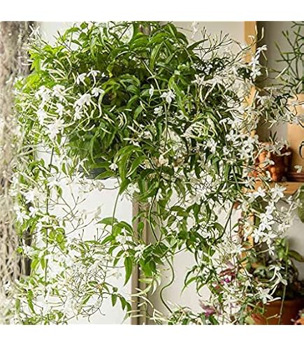 Graines De Safran Blanc - 100 Graines - Pour Jardin, Balcon, Bonsaï - DIY - Seules Les Graines Sont Incluses