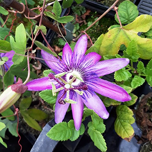 Future Exotics Passionsblume Passiflora caerulea winterhart, 2 Stück