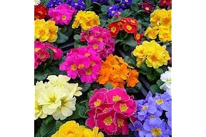 Carbeth Plants Primrose Primula Flowering Bedding Plants - Hardy Low Maintenance Perennials - Garden Ready Shrubs for Beds, Borders and Patio Pots (Bright Mix, 1 Tray (6 Plants))
