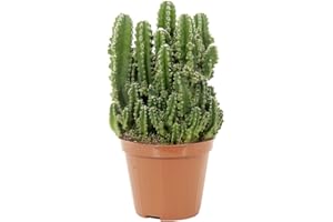 DECOALIVE Cactus del Ordenador Planta Natural Anti Radiaciones