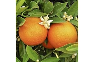 YouGarden Large Citrus Orange Tree Supplied in 4L Pot, Established Plant Around 70-90cm Tall, Exotic Fruit Tree for Garden, Citrus for Patio and Plant Pot, Outdoor Plants