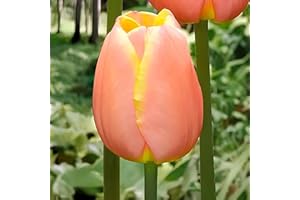GENERICO Bulbi di TULIPANO | Bulbi provenienti dai migliori produttori Olandesi | Esclusiva selezione e controllo qualità | Fioritura garantita dal primo anno. (10 Tulipani MANGO CHARM)