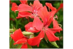 Pelargonium peltatum - Géranium Lierre rouge - 5 graines