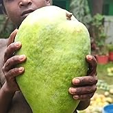 Pyanabi "Noorjahan Mango Plant Grafted" Outdoor Hybrid ...