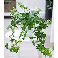BALDUR Garten Efeu, 1 Pflanze Luftreinigende Zimmerpflanze Hängepflanze Hedera Helix