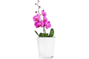 ‎TREND FOR HOME TREND FOR HOME Blumentopf Glas 13.5 cm Blumentopf Orchideen Orchideentopf Weiß Glas Übertopf aus Glas Pflanztopf Übertopf aus Glas Blumenkübel Blumenübertopf | 1000 ml | ⌀ 12.5 cm | Orchid