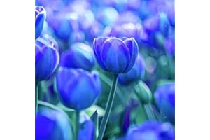 REMORUI 100 Piezas Semillas de Tulipanes para Sembrar, Semillas Tulipanes, Semillas Flores, Semillas de Flores, Semillas Flores Exterior, Semillas Plantas Para Jardín, patio, granja (Azul y blanco)