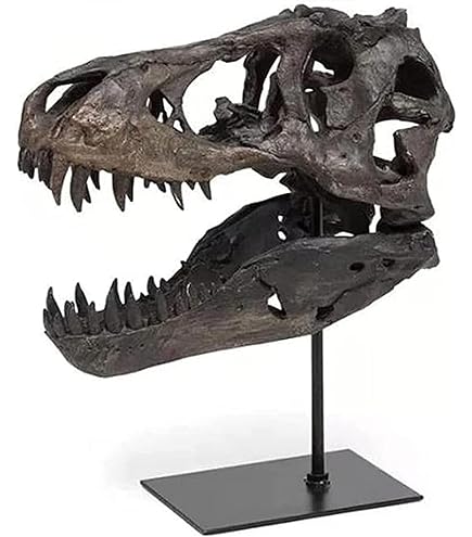 Statue Crâne De Tricératops En Résine Peint à La Main – Décoration Fossile Pour Collectionneurs, Cadeau Paléontologie