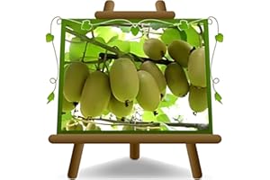 EURO PLANTS VIVAI Actinidia - Kiwi Variété Jaune Plante Fruitière Jinfeng sur 20 arbres max 170 cm - 2 ans