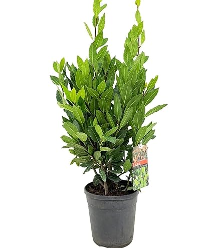 Zimmerpflanze von Botanicly  Lorbeer  Hhe: 35 cm  Laurus Nobilis :  Amazon.de: Garten