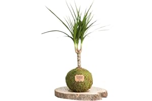 Kokedamas Lucciana Dracaena Marginata - Kokedama Interior | Bola de Musgo Vivo | Planta Natural | Planta Interior | Decoración Hogar | Fácil Cuidado y Mantenimiento