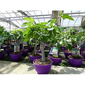 Feigenbaum Stamm 10-15 cm, Ficus Carica winterhart 160-180