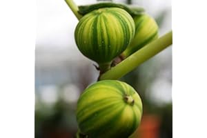 GARDENS4YOU Fig Tree Ficus carica Panache - 1 tree
