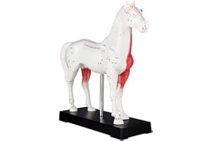 Akupunktur Anatomie TCM Pferdekörper Modell Figur Pferd Tier Muskelmodell Akupunkturmodell Lehrmittel Naturheilkunde 114 Akupunkturpunkte Lehrmodell MedMod