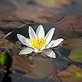 Lincolnshire Pond Plants Ltd - Pygmaea Alba Water Lily - Live Water Plant Aquatic Pond Lake Marginal - Loose