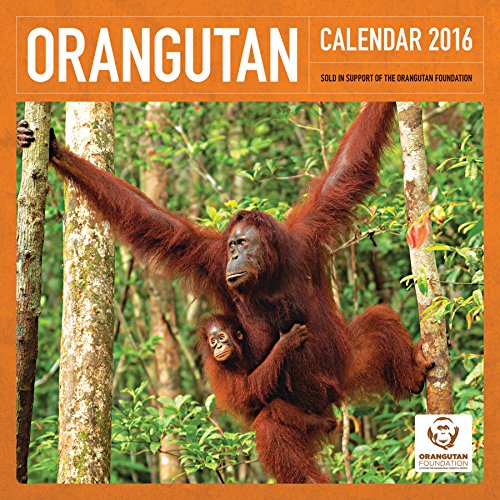 Download ORANGUTAN FOUNDATION OFFICIAL 2016 UK SQUARE WALL CALENDAR BRAND NEW AND FACTORY SEALED