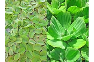 H2O-PFLANZE SCHWIMMPFLANZEN SET XXL - Muschelblume - Schwimmfarn - Anti Algen - Teichpflanzen - Wasserpflanzen - Miniteich