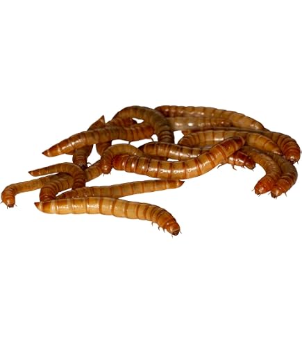 Feeders & More – 25 Adulte Wanderheuschrecken Als Lebendfutter Für Reptilien & Amphibien