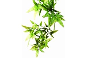 Exo Terra Plante de terrarium en plastique Croton Taille S