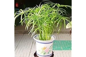 Haloppe 30Pcs Cyperus Alternifolius Fiori Piante Semi per la piantagione del Giardino Domestico, Cyperus Alternifolius Semi Pianta acquatica Semi-acquatica Pond Garden Decor Semi di Cyperus Alternifo