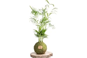 Kokedama Palmera Chamaedorea Natural - Kokedama Interior | Bola de Musgo Vivo | Planta Natural | Planta Interior | Decoración
