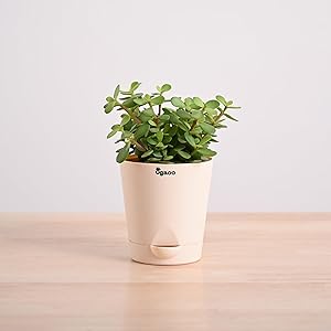 Ugaoo Good Luck Jade Plant with Self Watering Pot