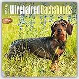 Wirehaired Dachshunds 2016 - Rauhhaardackel - 18-Monatskalender mit freier DogDays-App: Original BrownTrout-Kalender [Mehrsprachig] [Kalender] (Wall-Kalender) by 