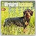 Wirehaired Dachshunds 2016 - Rauhhaardackel - 18-Monatskalender mit freier DogDays-App: Original BrownTrout-Kalender [Mehrsprachig] [Kalender] (Wall-Kalender) by 