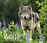 times&more Wölfe Bildkalender - Kalender 2019 by