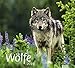 times&more Wölfe Bildkalender - Kalender 2019 by