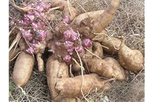 SVI 100 semillas/Pack.Annual de frutas y semillas de hortalizas yacón .DIY del jardín y planta de los bonsai semillas.