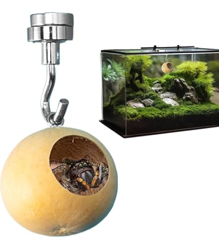 Magnetisches Versteck Für Springspinnen & Geckos – Kürbis-förmige Terrarien-Deko Mit Magnet | Ca. 5 Cm, Aus Holz