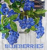 Material: Zellstoff 20 Servietten Blaubeere Beere Napkins 33 cm Serviettentechnik Deko GS 272