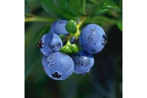 Heidelbeere 'Hortblue Petite®' - Blaubeeren Pflanze mit hohen Erträgen durch zwei Ernten. Ein Heidelbeerstrauch mit süßen blauen und grünen Beeren. Qualitätspflanze im Container von Garten Schlüter