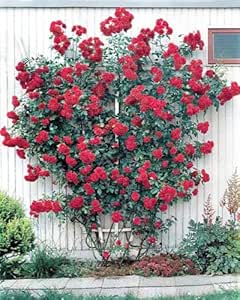 Love4Plants Paul's Scarlet - Climbing Rose.: Amazon.co.uk: Garden ...