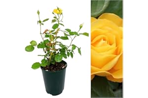 CARBETH PLANTS Rose Bush Arthur Bell - Floribunda Rose Bush for The Garden in a 3Litre Pot