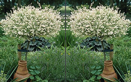 Japanische Harlekinweide Hakuro Nishiki®. Stamm. 2 Stück