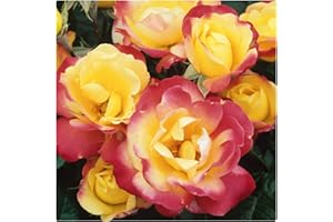Rose Bare Root 'Masquerade' Climbing Rose. Yellow with Pink/Red Outer Petals. by Growtanical®