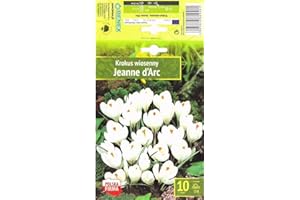 AGRONOM TESTED IN THE GARDEN AGRONOM | CROCUS - JEANNE D'ARC | Bulbos de flores perennes | Flores Blanco | Se cultivan en jardines de flores, macetas, se plantan en céspedes en flor | Paquete de 10 bulbos de flores