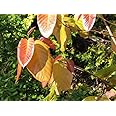 Greenursery Sal Tree, Plant Shorea robusta - Plant Garden Live Plant Nursery Outdoor Living Plant (green)