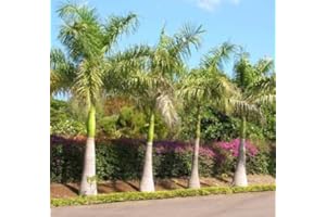 SVI Roystonea regia - 10 Semillas - Palmera Real