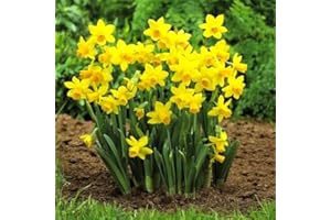 GARDENERSDREAM Narcisse Tête à Tête Jonquille de rocaille naine Plante à bulbe de floraison printanière