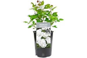 GARDENERSDREAM Diamond Wedding Rose - 60th Wedding Anniversary - Help Celebrate a Special Couple's Diamond Anniversary with a Unique Living Plant Gift