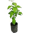 Kalfo Live Bilva Leaf Bel Patra Plant Bael Leaf Bel Patra for Puja Bael Fruit Plant Bilva Leaf Medicinal Plant with Black Plastic Pot
