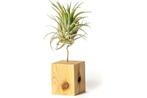PLANDAIRE Tillandsia Ionantha Rubra IR Pflanze ohne lebende Erde – Tillandsien echte Pflanzen – Zimmerpflanzen natürlich Tillandsia echte Pflanze Luftpflanzen (inklusive Werkzeug) (Kiefer)
