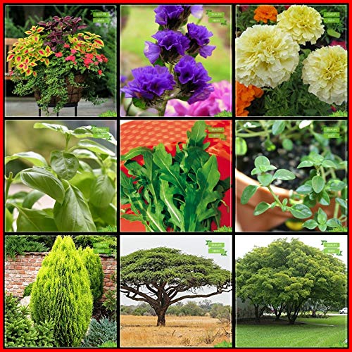 Creative Farmer Seeds Packet Combo Herb Seeds & Flower Seeds : Coleus, Statice Mix Limonium, Marigold F2 White, Platycladus Orientalis, Acacia Senegal, Siris Tree, Lemon Basil, Wild Rocket, Thyme English Winter For Gardening