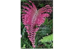 EXOTIC PLANTS Blechnum sp. Pink Panama - Fougère rose - 50 graines
