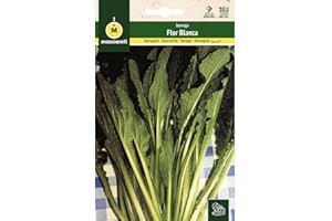 M MASCARELL SEMILLAS DESDE 1920 Mascarell Semillas, BORRAJA, Semillas Huerto, BORRAJA FLOR BLANCA, Crea tu Propio Huerto Urbano y Cultivo en Casa, Plantas Hortícolas, 3 Gramos
