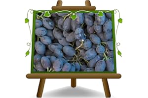 EURO PLANTS VIVAI Vigne Black Magic plante fruitière ancienne en pot 20 cm hauteur 150-170 cm - Âge 2 ans